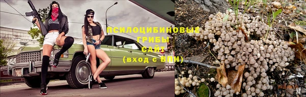 прущие грибы Лабытнанги